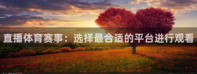 鲸鱼篮球直播：直播体育赛事：选择最合适的平台进行观看